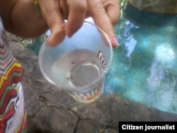 Una muestra del agua de la fuente incluye huevos e insectos que pueden propagar el dengue.