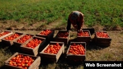Cosecha de tomate en Ciego de Ávila.