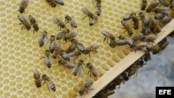 Panal de abejas.
