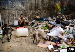 Venezuela. Un hombre y varios perros esperan el camión de la basura para buscar restos de alimentos