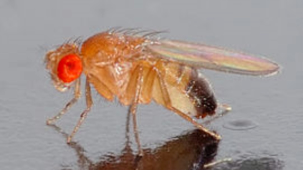 La mosca de la fruta recuerda el contenido calórico de sus alimentos
