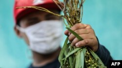 Ciudadano de Nicaragua vende hojas de eucalipto contra COVID-19