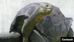 George, el solitario