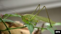 Un saltamontes, también conocido como grillo-arbusto y saltamontes de cuernos largos.